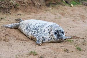 grey seal puppy while relaxing on the beach in Great Britain photo