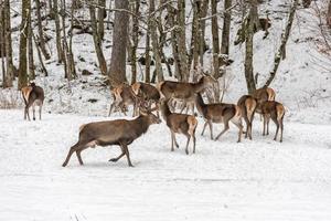 red deer on snow background photo