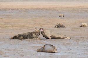 male bull grey seal while fighting photo