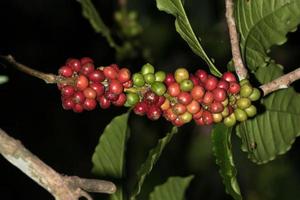 Mature coffee seeds of indonesia bali island photo