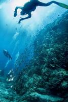 buceo en arrecifes coloridos bajo el agua en méxico mar de cortez cabo pulmo foto