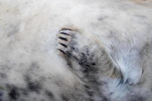 detalle de la aleta del cachorro de foca gris foto