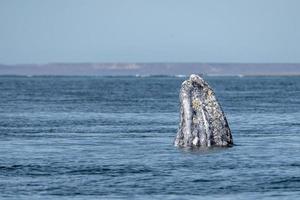 avistamiento de ballenas grises en baja california foto