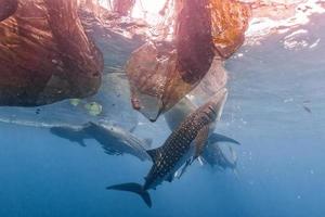 Whale Shark under fishermen platform in Papua photo