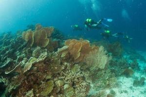 maldivas corales casa para peces