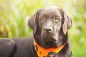 Portrait of a black dog on a background of nature. Labrador retriever dog in an orange bandana for Halloween. photo