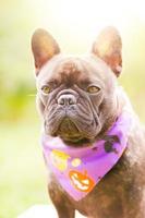 French bulldog in a bandana for Halloween. Portrait of a young dog. photo