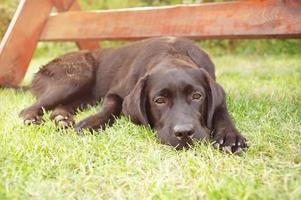 A black Labrador retriever dog lies on a green lawn. The pet is resting. photo