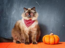 A Nevsky Masquerade cat in glasses and a bandana next to a pumpkin. Halloween concept. photo