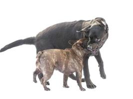 A black labrador and a French bulldog of tiger color are playing and biting. Two thoroughbred dogs. photo