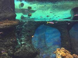 underwater view photo
