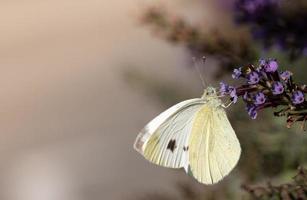 A small brimstone butterfly hangs sideways on the branches of a fading buddleia. The background glows golden in the evening. photo