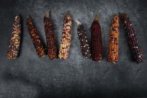 Several colorful corncobs lie next to each other. The background is gray with wood pattern and dark. There is space for text. photo