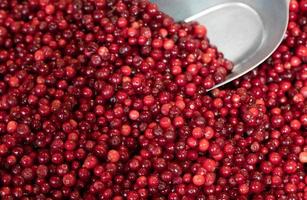 Texture with many red fresh ripe cranberries lying next to each other for sale in Europe. In the background a metal shovel. photo