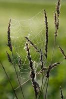 Close up of a spider web attached between grasses. Drops of dew sit on the net. The background is green. The light shines from behind. photo