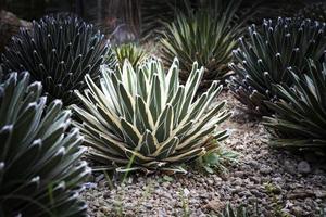 agave victoria planting in succulent garden photo