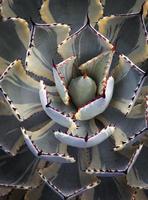 hermosa vista superior de la planta de agave abigarrada de papa foto