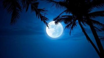 Blue night sky with coconut trees and moonlight photo