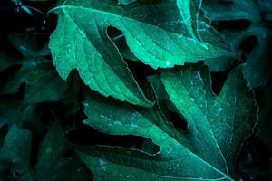 Leaf closeup background photo