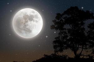 silueta de árbol a la luz de la luna y cielo estrellado foto