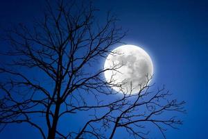 Tree silhouette against the full moon. photo