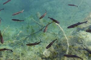 fish in the aquarium photo