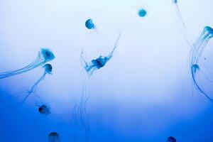 jellyfish in aquarium photo