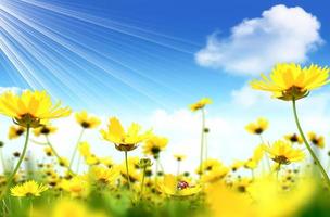 Yellow flowers against blue sky background photo