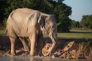 Elephant taking mud bath photo