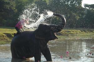 gran elefante bañándose en el río y rociándose con agua, guiado por su manejador foto