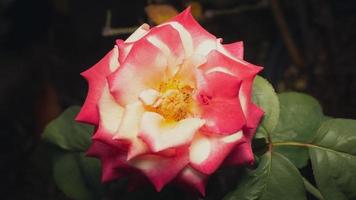 A pink rose flower blossoms in the garden on a blurry background. photo