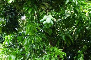 manojo de mango verde crudo real en el árbol foto