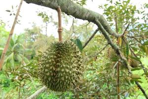 Fresh durians, the king of fruit on the tree photo