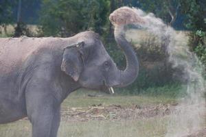 elefante toma un baño de polvo foto