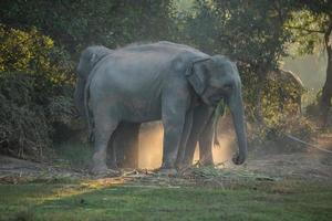 Elephant takes a dust bath photo