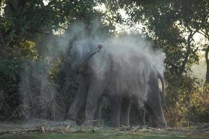 Elephant takes a dust bath photo