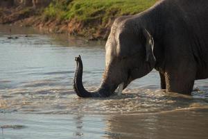 Elephants in the water playing photo