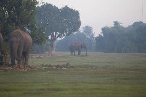 Asia elephant in surin,Thailand photo