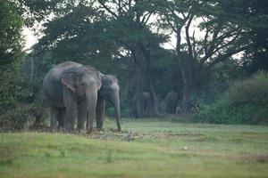 Asia elephant in surin,Thailand photo