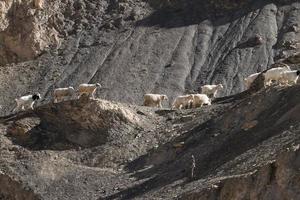 cabras en la roca en moon land lamayuru ladakh, india foto