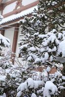 escena de invierno, nieve en ramas de pino. foto