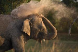 elefante toma un baño de polvo foto