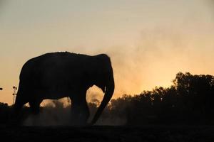 elefante asiático en el bosque al atardecer foto