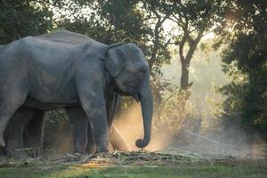 Asia elephant in surin,Thailand photo