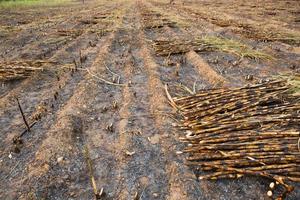 Sugarcane field fired photo