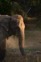 elefante asiático en surin, tailandia foto