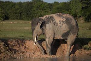 Elephant taking mud bath photo