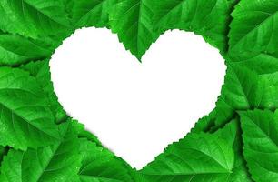 green plants   A heart shape, on on white background isolated photo