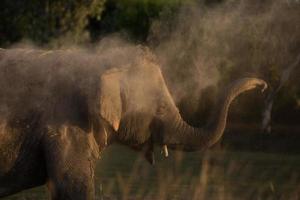 elefante toma un baño de polvo foto