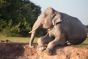 elefante bañándose en lodo foto